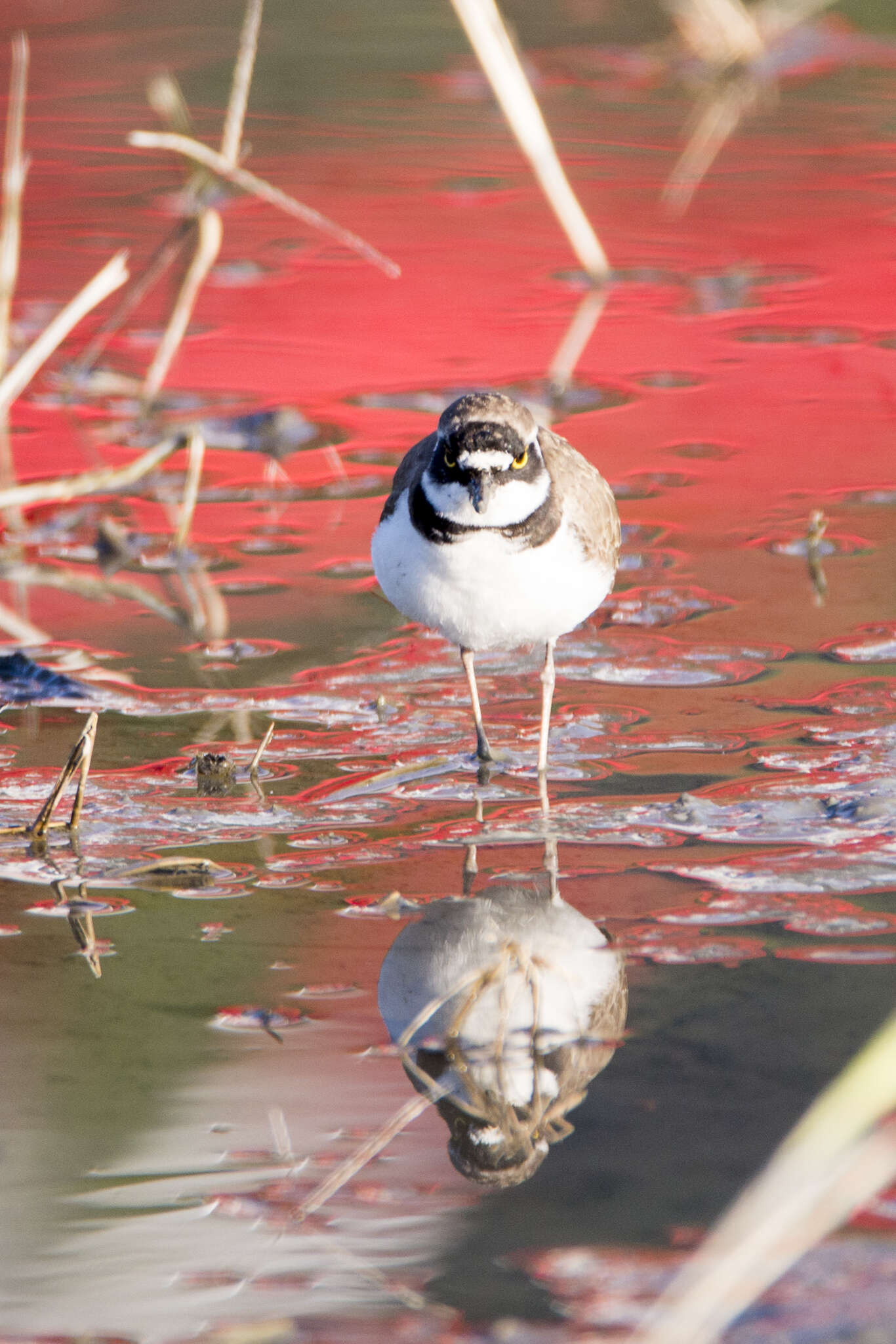 Image de Charadrius dubius curonicus Gmelin & JF 1789