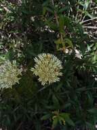 Image of Curtiss' milkweed