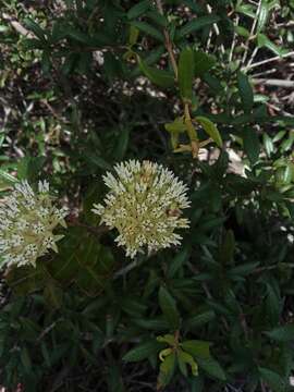 Image of Curtiss' milkweed