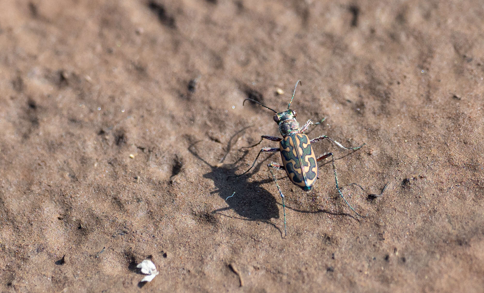 Imagem de Lophyra (Lophyra) neglecta (Dejean 1825)