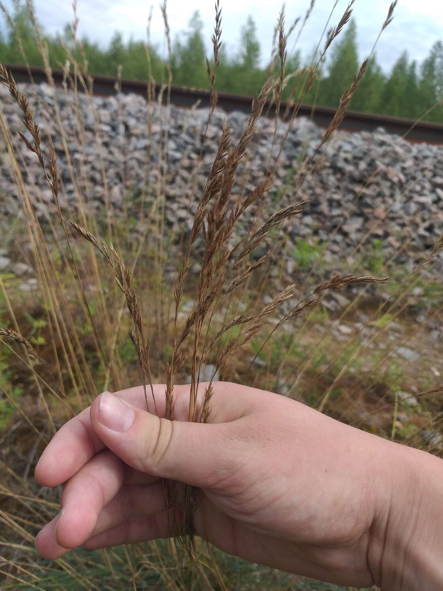 Image of hard fescue