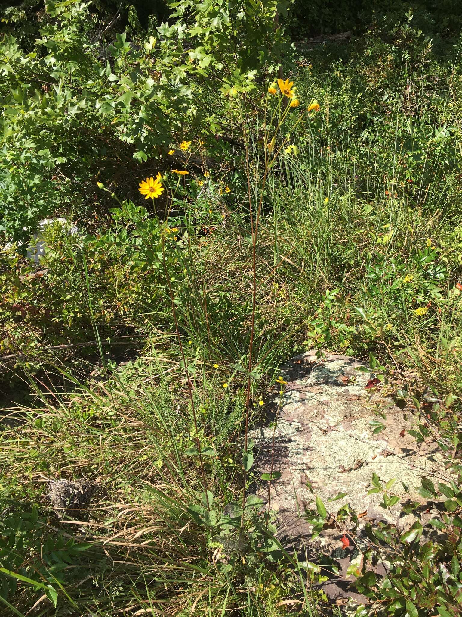 Image of purpledisk sunflower