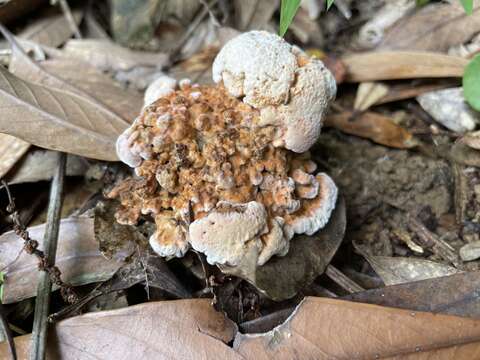 صورة Thelephora aurantiotincta Corner 1968