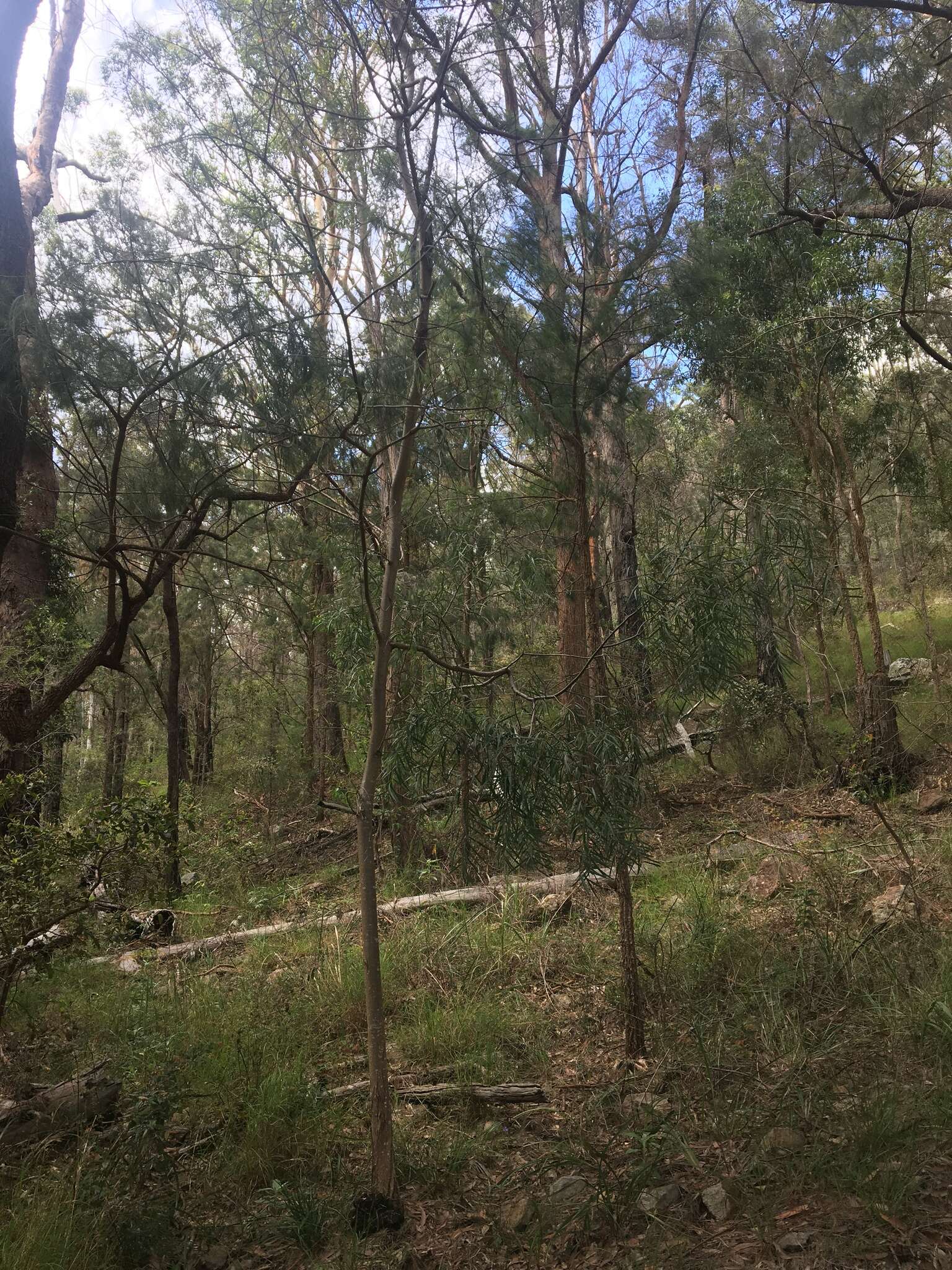 Image of Acacia courtii Tindale & Hersc.