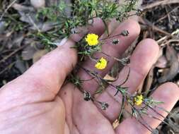 Слика од Leptorhynchos squamatus (Labill.) Less.