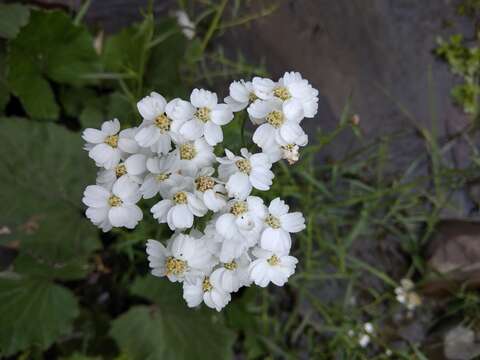 Image of Achillea ptarmicifolia (Willd.) Rupr. ex Heimerl