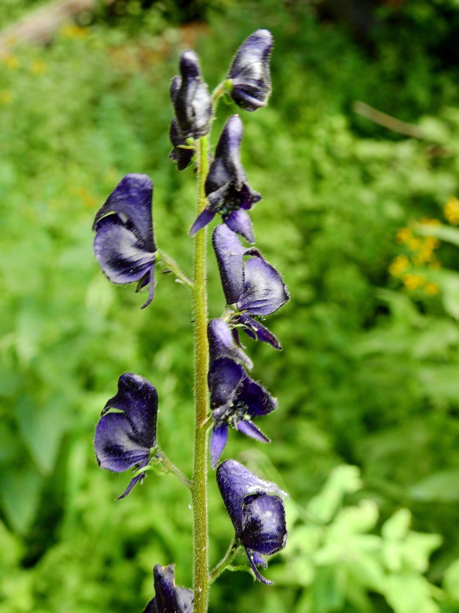 Sivun Aconitum columbianum subsp. columbianum kuva