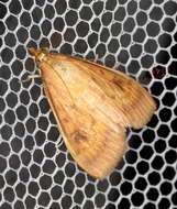 Image of Asian corn borer