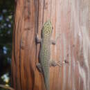 Image of Phelsuma abbotti chekei (Börner & Minuth 1984)