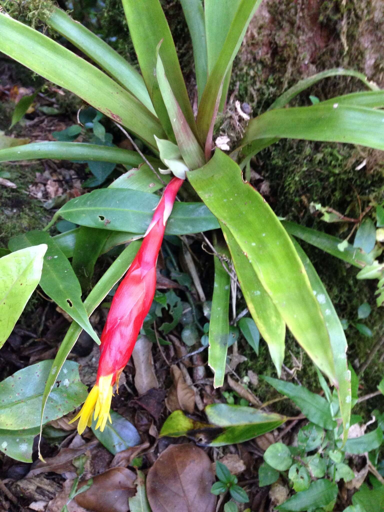 Guzmania nicaraguensis Mez & C. F. Baker的圖片