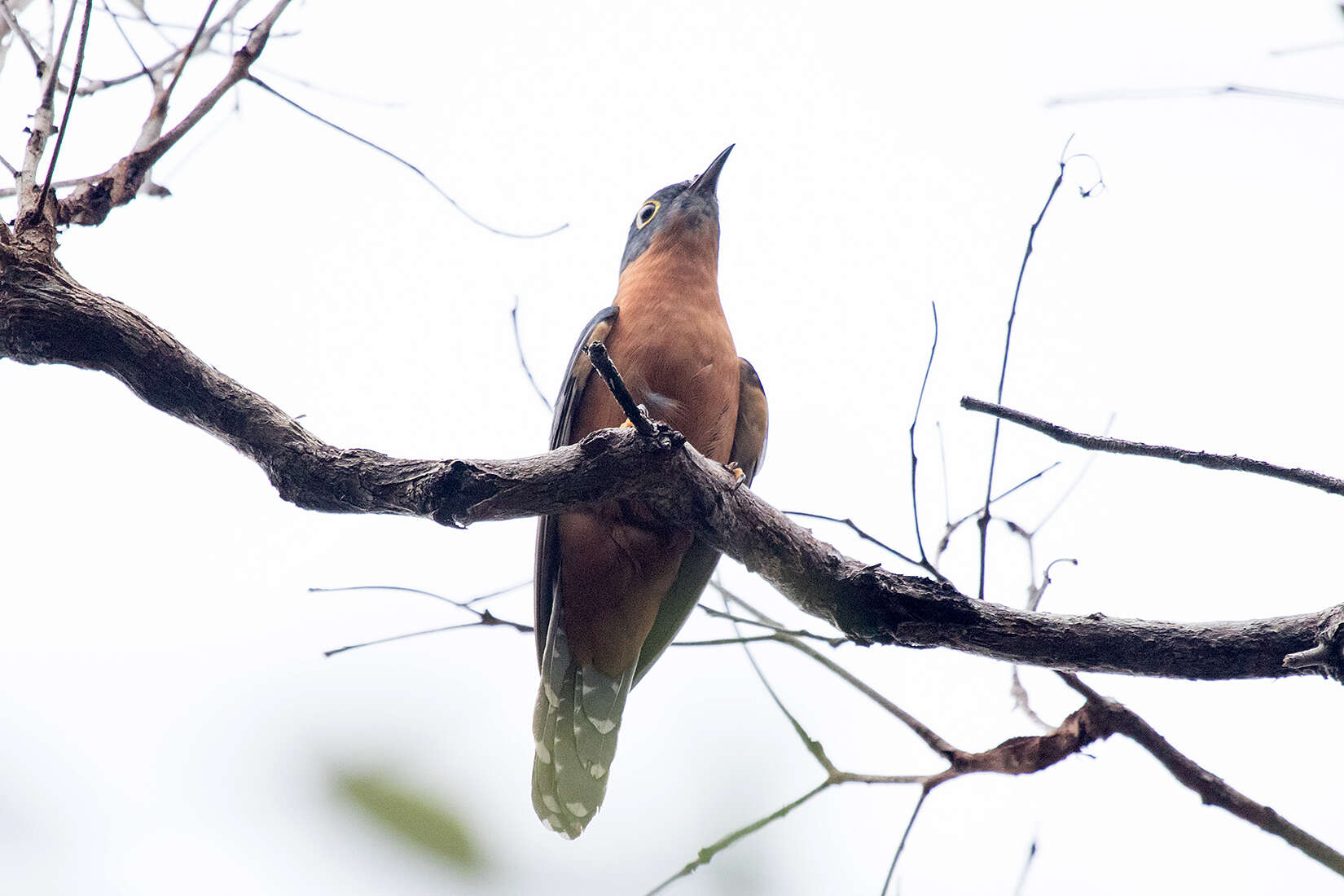 Image of Chestnut-breasted Cuckoo
