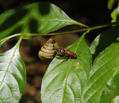 Image of Polistes stabilinus Richards 1978