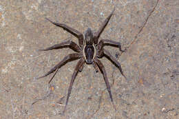 Image of Dolomedes instabilis L. Koch 1876