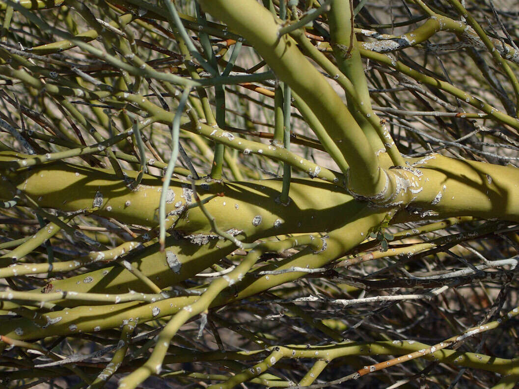 Image of Cercidium floridum