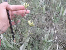 صورة Astragalus albicaulis DC.