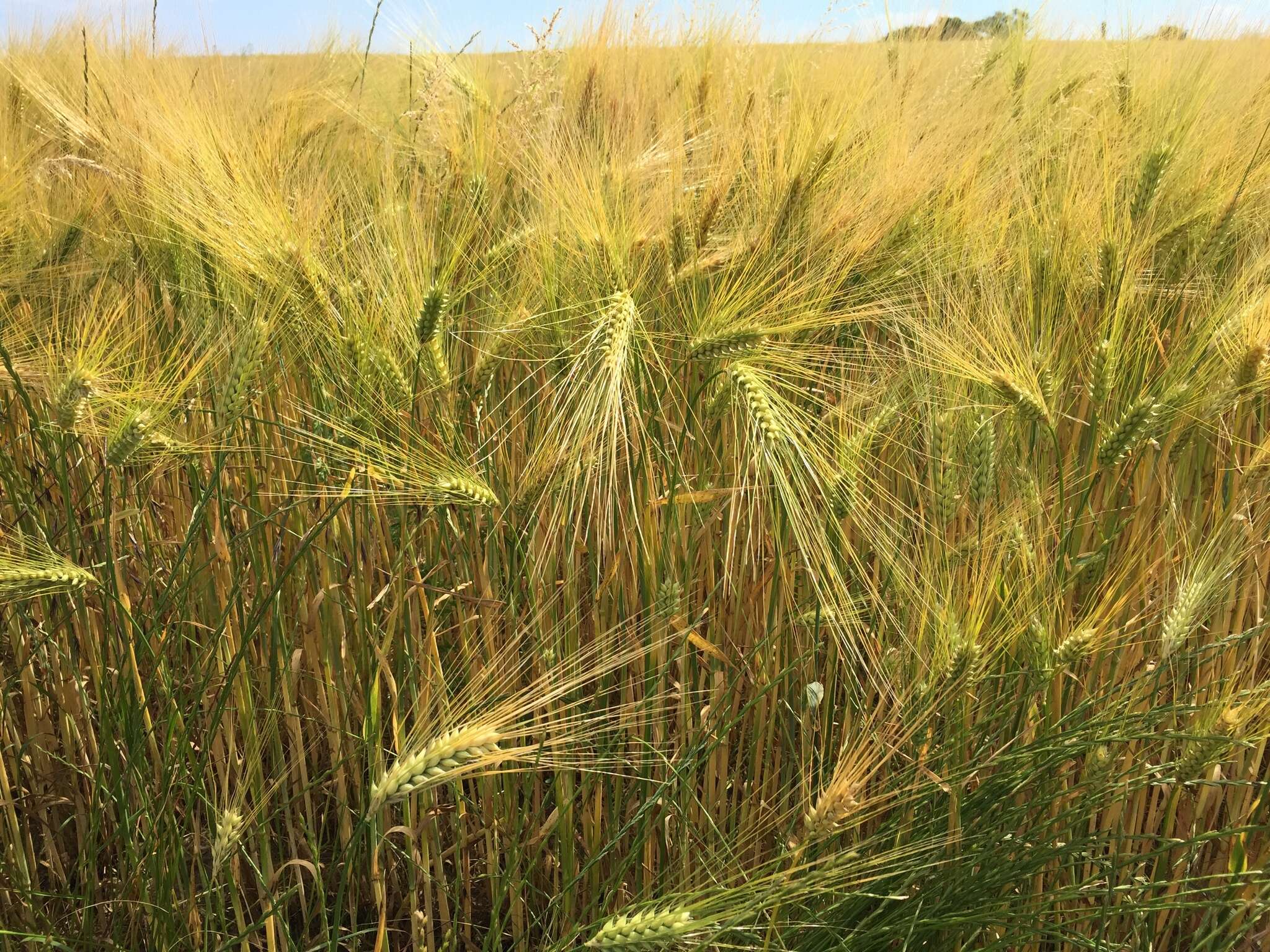 Image of Hordeum vulgare subsp. vulgare