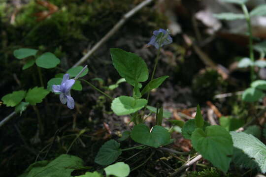 Imagem de Viola rostrata Pursh