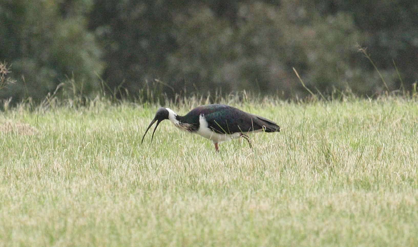 Imagem de Threskiornis spinicollis (Jameson 1835)