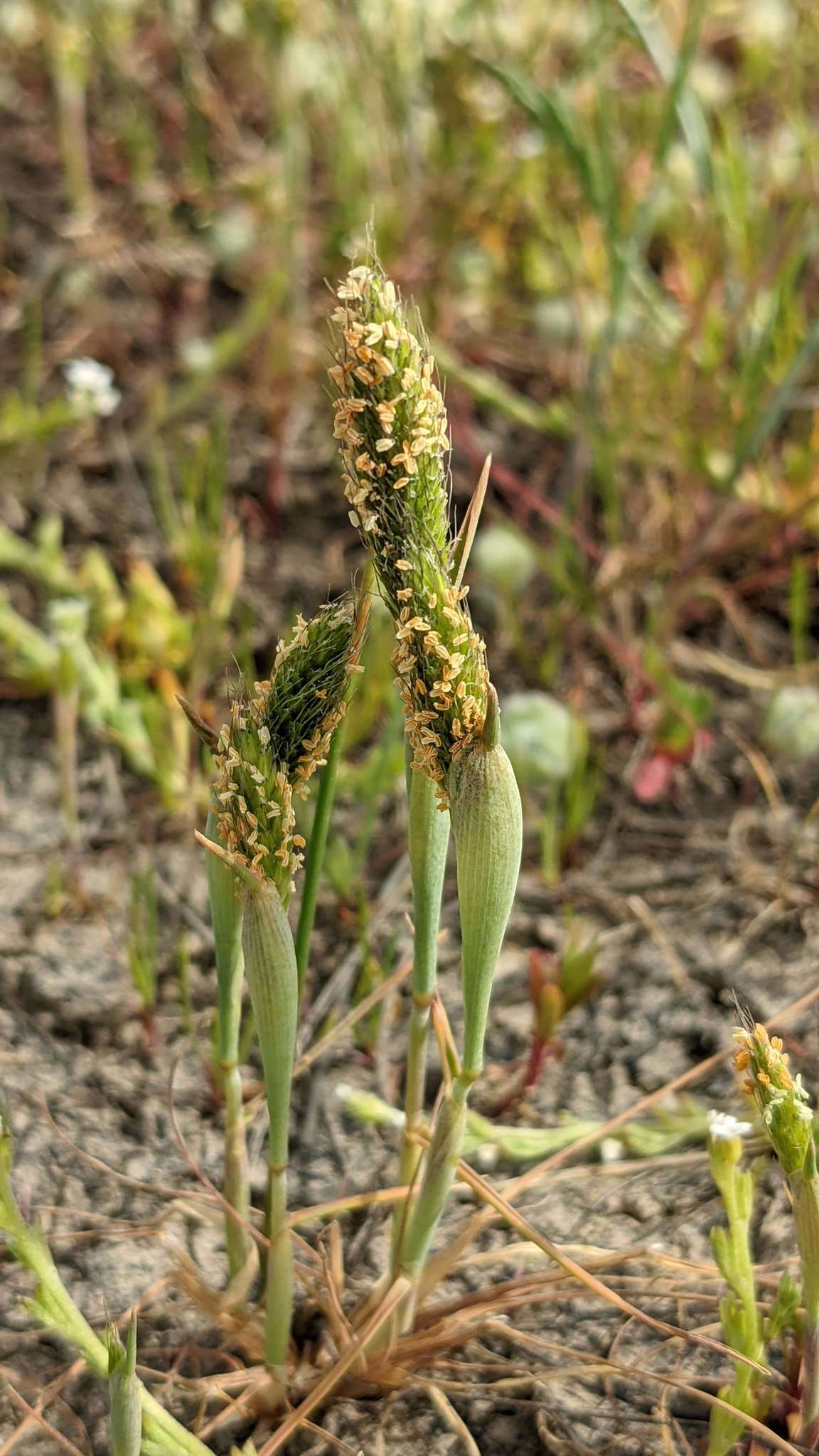 Image of Pacific foxtail