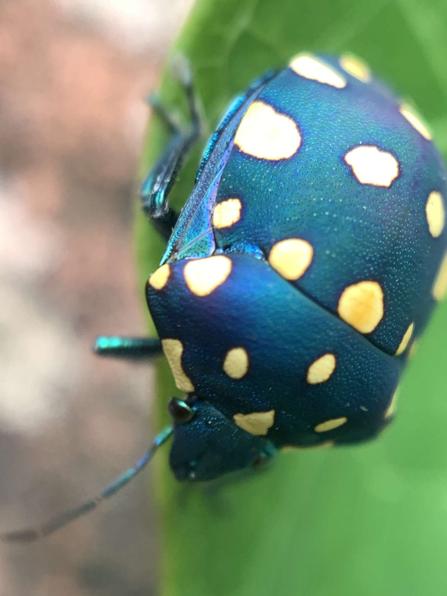 Image of Pachycoris fabricii (Burmeister 1835)