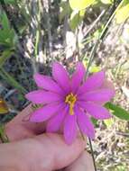 Image of Pinewoods Rose-Gentian