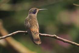 Colibri delphinae (Lesson & R 1839) resmi