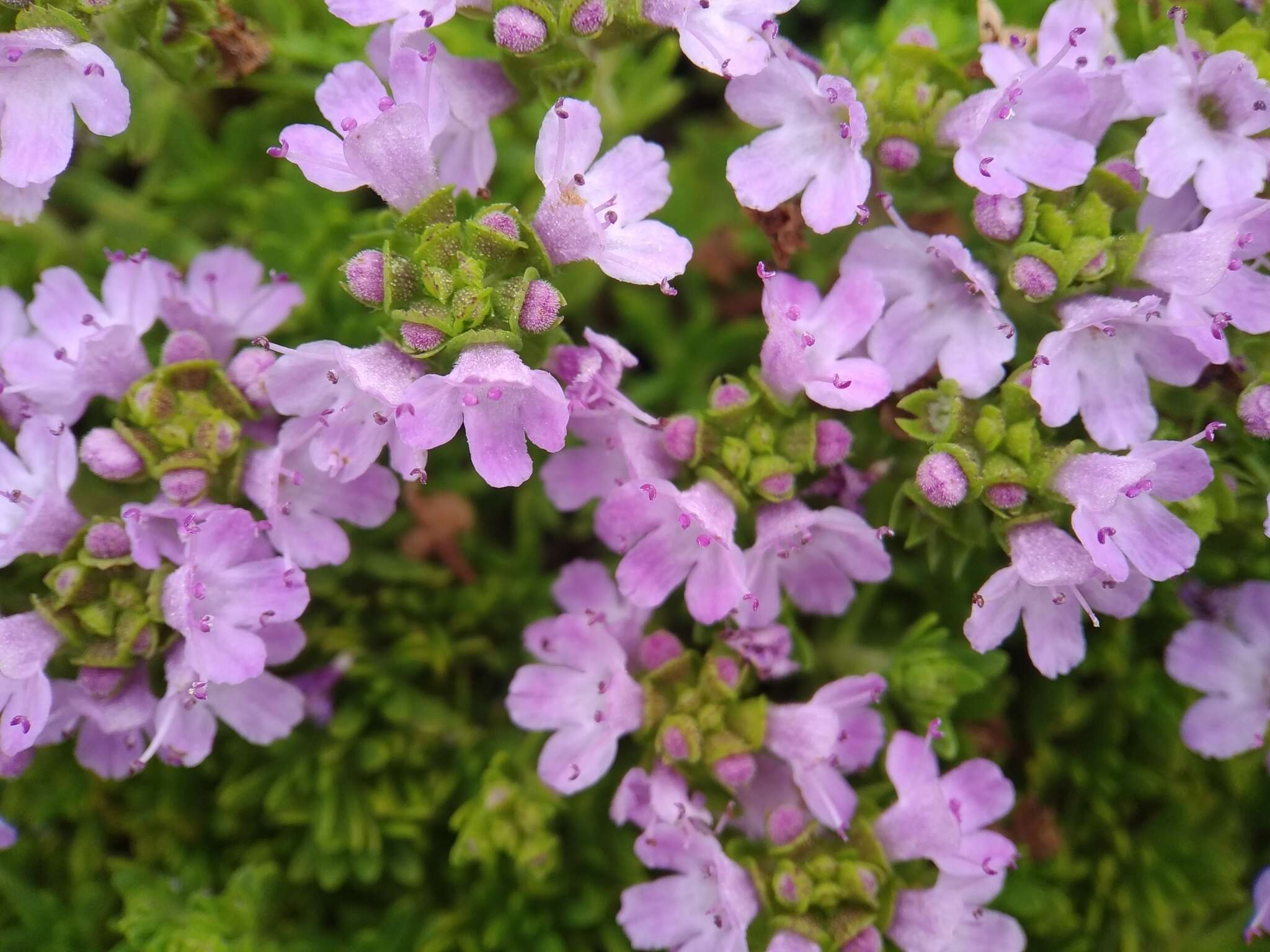 Thymus caespititius Brot. resmi