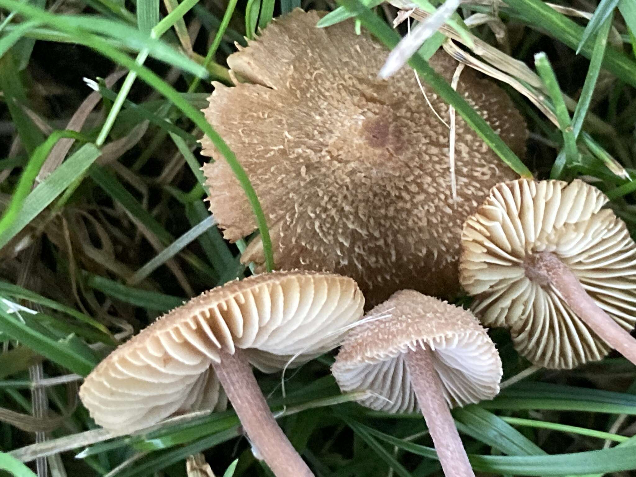 Image of Inocybe calospora Quél. 1881