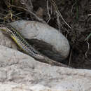 Image of Valentin's Lizard