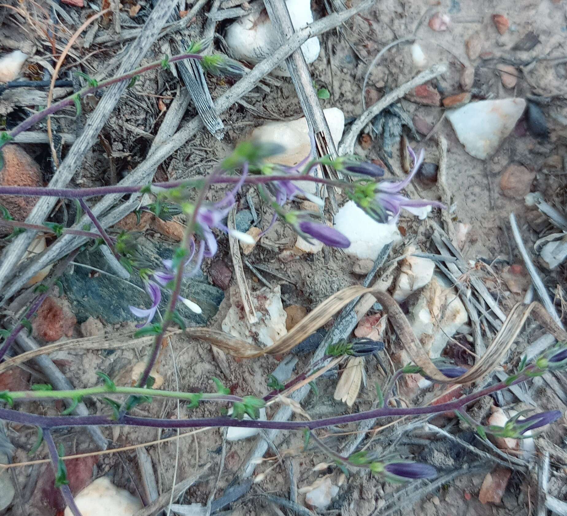 صورة Wahlenbergia loddigesii (A. DC.) I. M. Turner