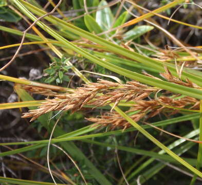 Morelotia affinis (Brongn.) S. T. Blake的圖片