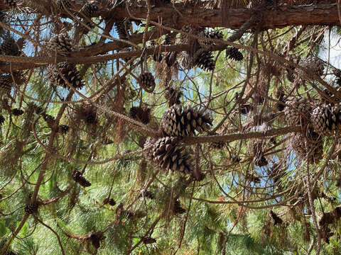 Image of Benguet Pine