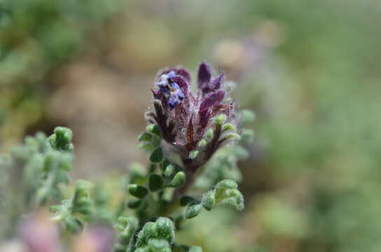 Image of Dracocephalum discolor Bunge