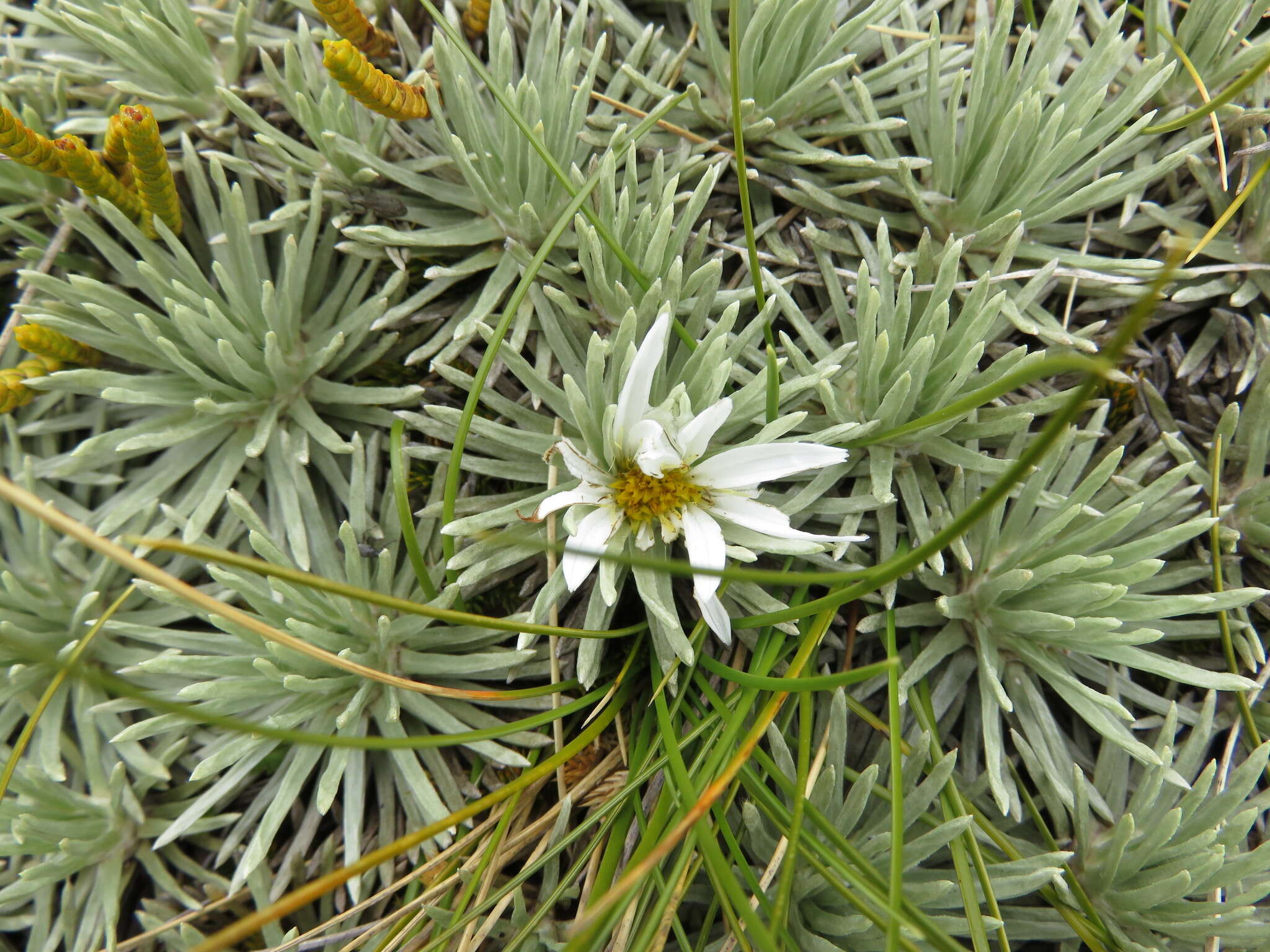 Image of Celmisia sessiliflora Hook. fil.