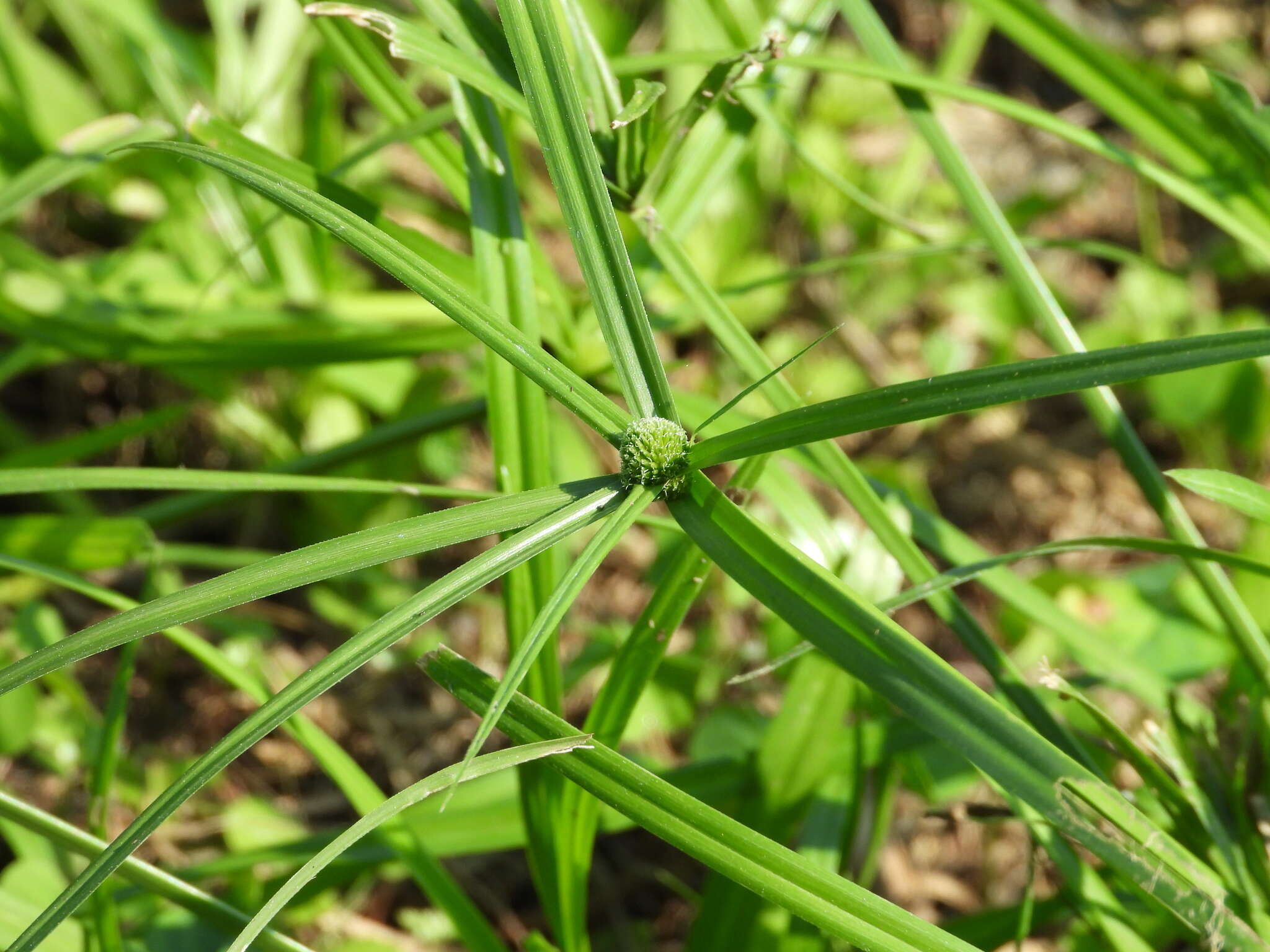 Image of Cyperus aromaticus (Ridl.) Mattf. & Kük.