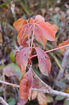 Image of painted buckeye