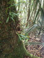 Image of Bulbophyllum auriflorum H. Perrier