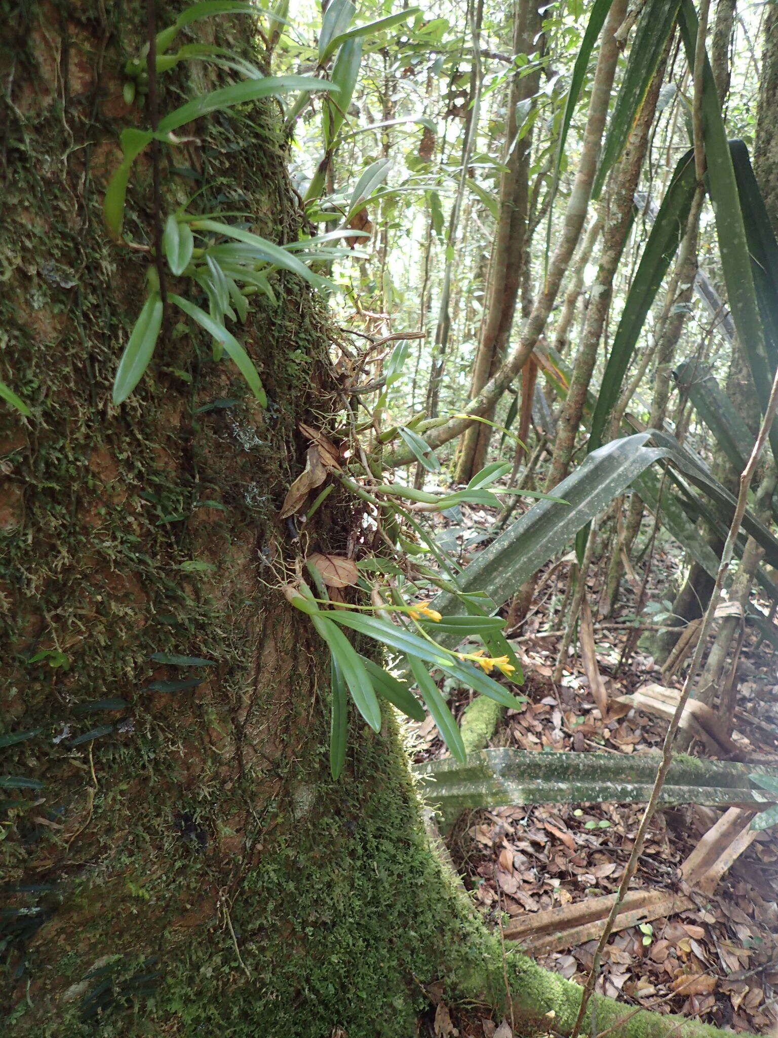 Image de Bulbophyllum auriflorum H. Perrier