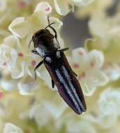 Image of Agrilus blandus Horn 1891