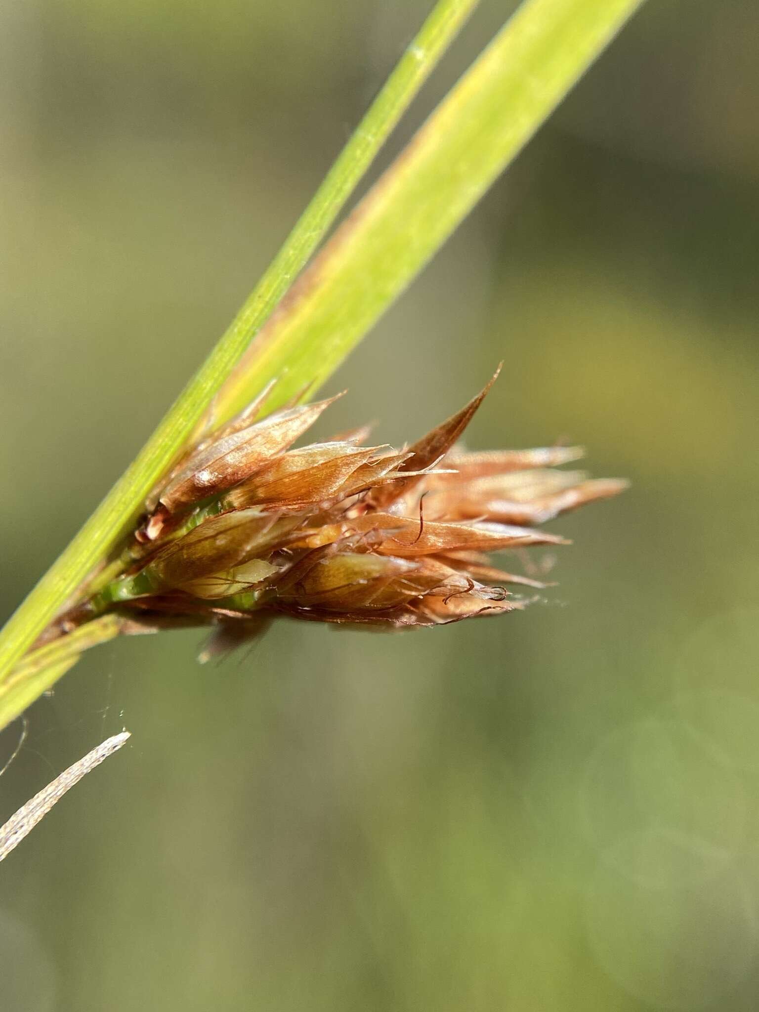 Image of Mosquito Bead Sedge