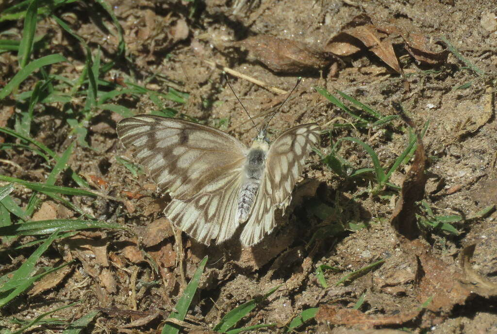 Image de Tatochila mercedis (Eschscholtz 1821)