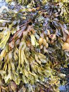 Image de Fucus spiralis