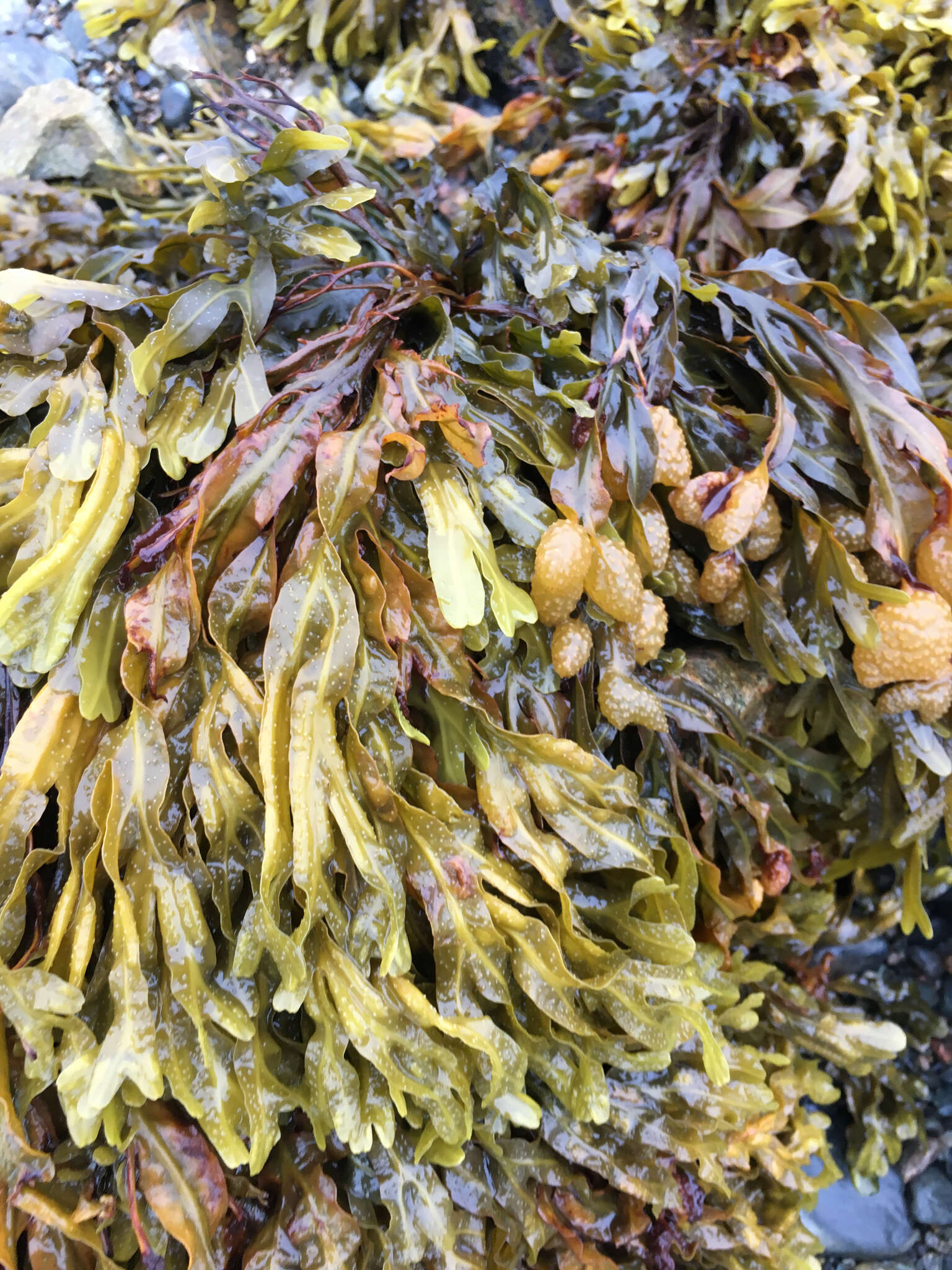 Image of Spiral or Spiralled Wrack