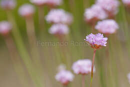 Image of Armeria sampaioi (Bernis) Nieto