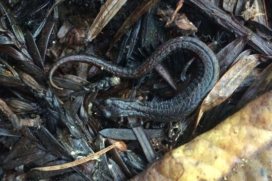 Image of California Slender Salamander