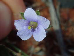 Image of Australian stork's bill