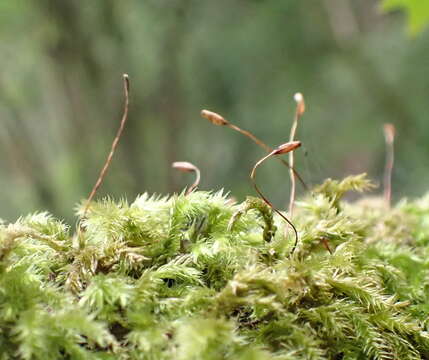 Image of palamocladium moss