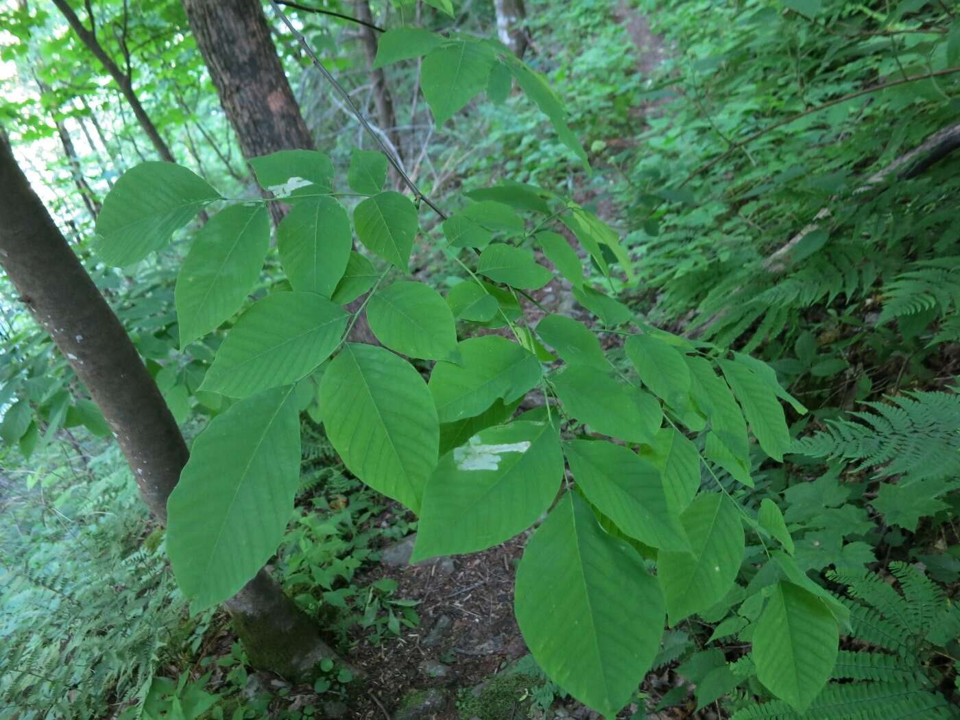 Image of yellowwood