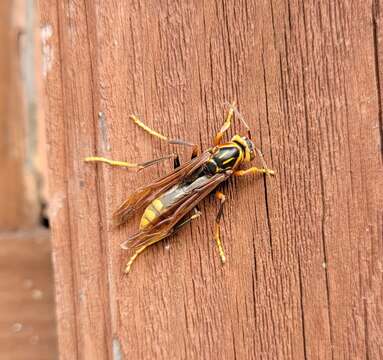 Image of Polistes rothneyi koreanus Vecht 1968