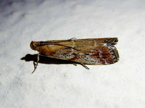 Ancylosis cinnamomella Duponchel 1836 resmi